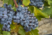 images/categorieimages/Carinena grape.png